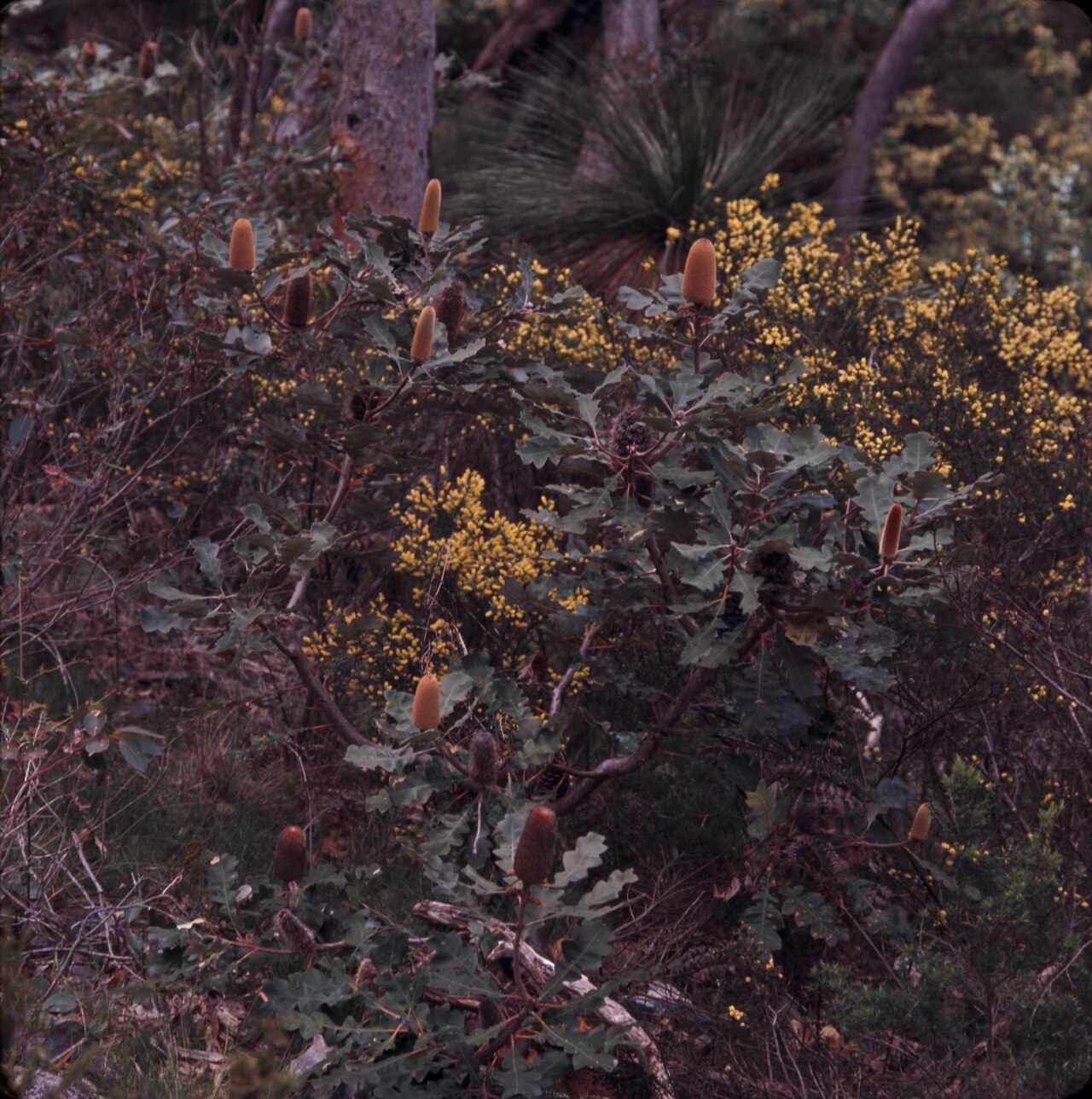 Banksia solandri: Photograph of Banksia solandri in Stirling Range National Park, Australia. This spreading bush has dense gray-green, leathery leaves, among its scattered small