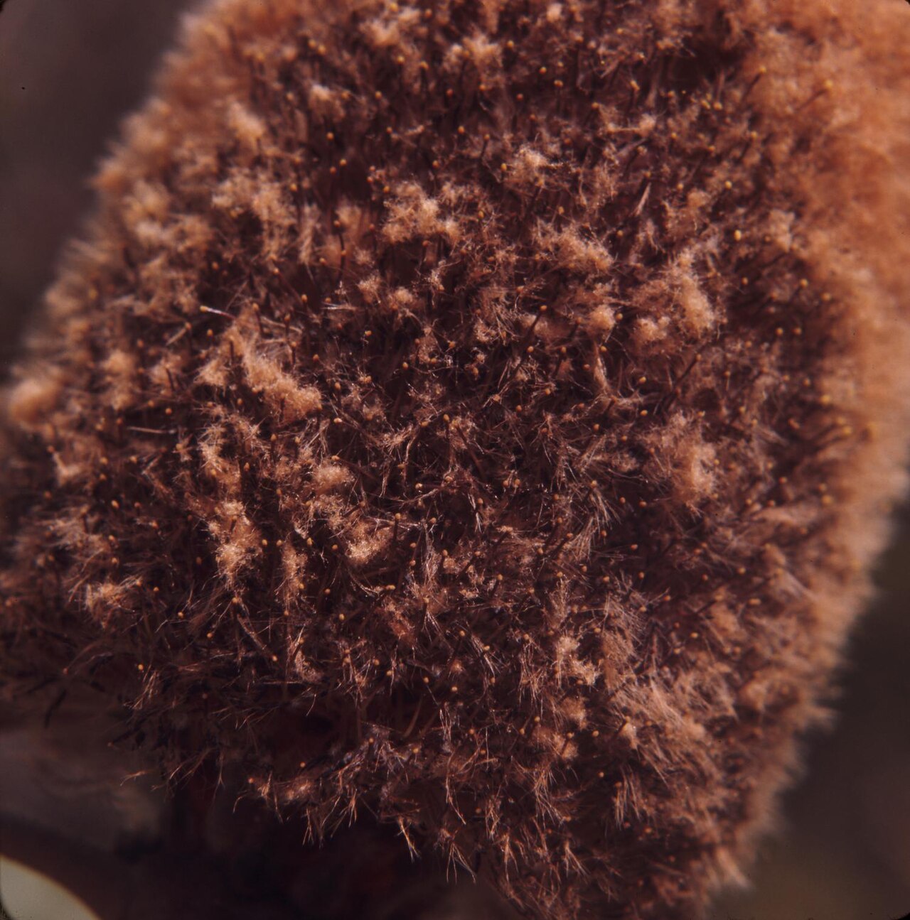 Banksia solandri: Photograph of Banksia solandri (Southern Cross Banksia) showing a close-up view of the dense brown flower spike covered in fine fuzzy textures and small dark fl