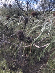Banksia speciosa (Banksia speciosa)