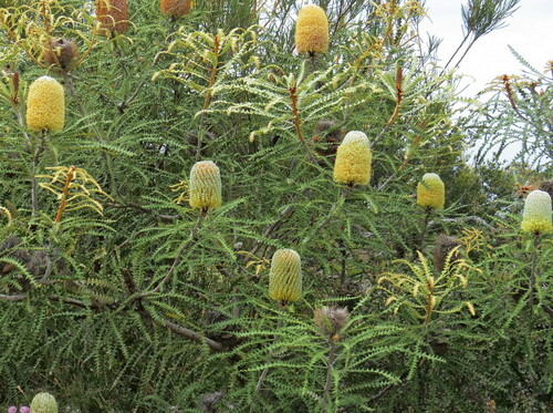 Banksia speciosa (Banksia speciosa)