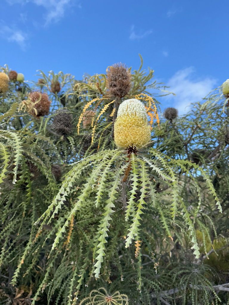 Banksia speciosa (Banksia speciosa)