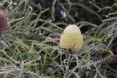 Banksia speciosa (Banksia speciosa)
