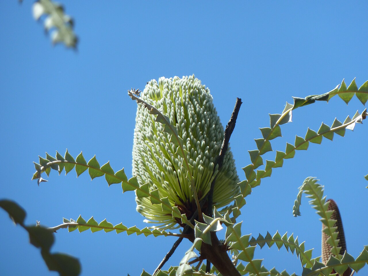 Banksia speciosa: Banksia speciosa in flower at Australian National Botanic Gardens, Canberra, Australia.
