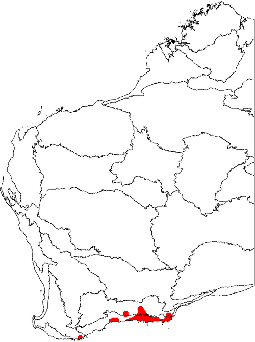 Banksia speciosa: This is a map of Western Australia, showing the distribution of Banksia speciosa (Showy Banksia) on a map of the IBRA 6.1 biogeographic regions.