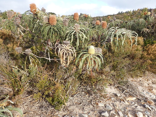 Banksia speciosa (Banksia speciosa)