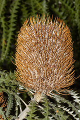 Banksia speciosa (Banksia speciosa)