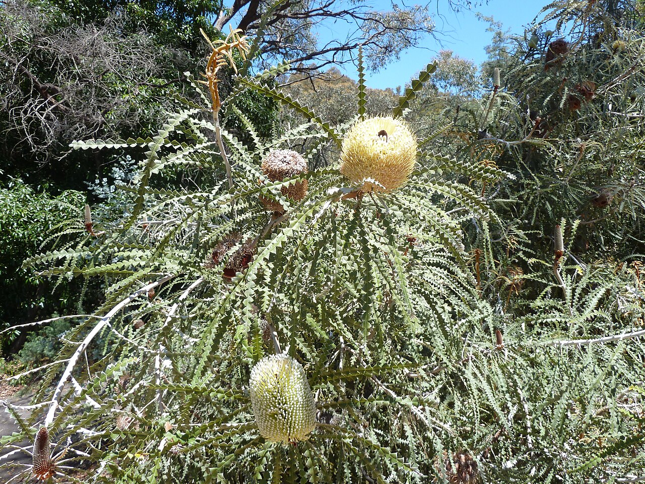 Banksia speciosa: In flower, Australian National Botanic Gardens. p1010228