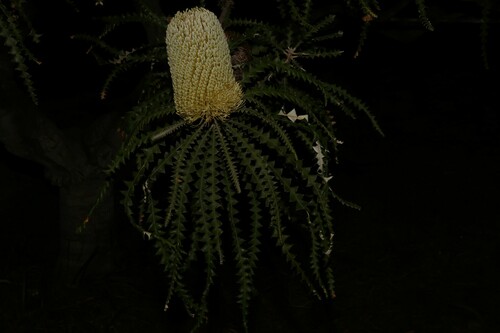 Banksia speciosa (Banksia speciosa)