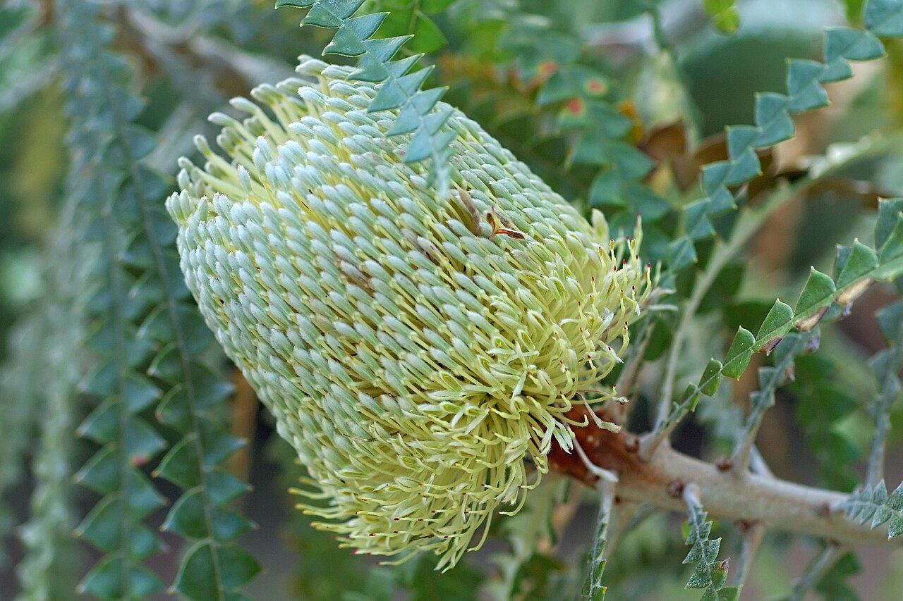 Banksia speciosa: Banksia speciosa, photographed at The San Francisco Botanical Garden at Strybing Arboretum
