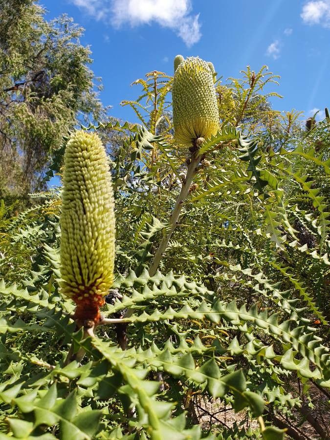 Banksia speciosa (Banksia speciosa)