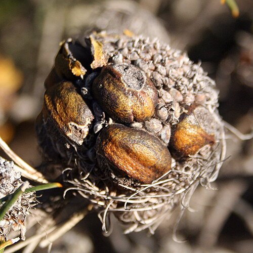 Fox banksia: Old infructescence of Banksia sphaerocarpa pumilio in gavel pit near Cataby