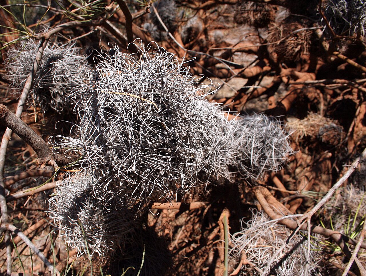 Fox banksia: Old flower spikes of Banksia sphaerocarpa var. dolichostyla , near Carstairs WA