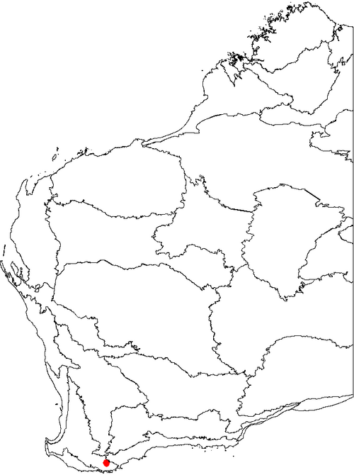 Fox banksia: This is a map of Western Australia, showing the distribution of Banksia sphaerocarpa var. latifolia superimposed on a background of the IBRA 6.1 biogeographic r