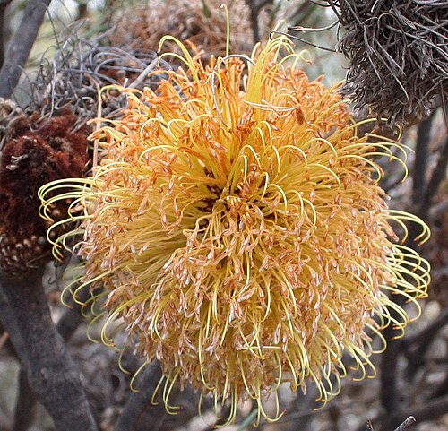 Fox banksia: Banksia sphaerocarpa caesia inflorescence, Bendering NR. wheatbelt