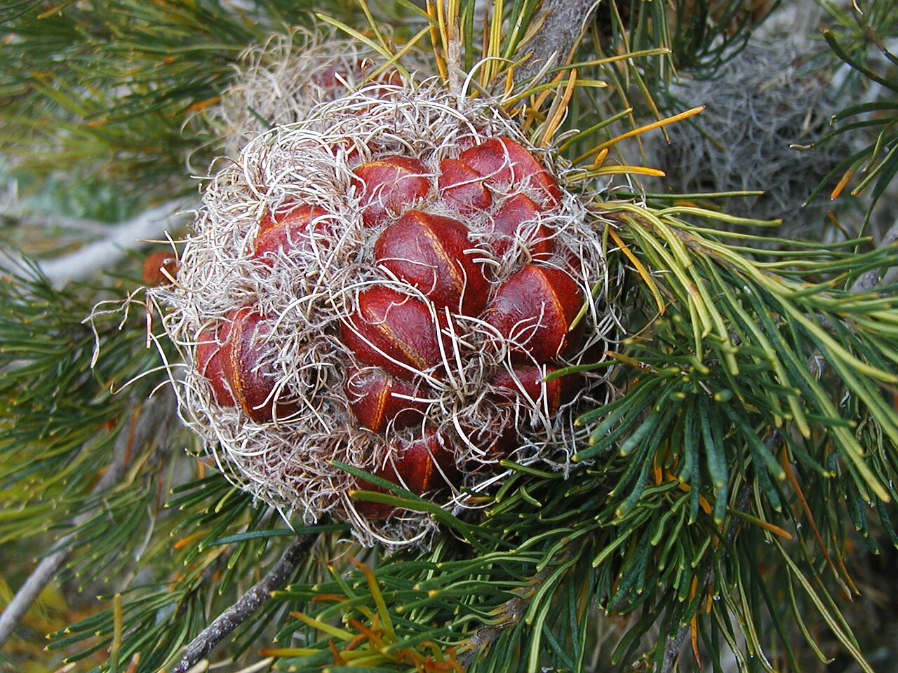 Fox banksia: Red follicles on infructescence of Banksia sphaerocarpa sphaerocarpa , cultivated at the Banksia Farm, Mt Barker