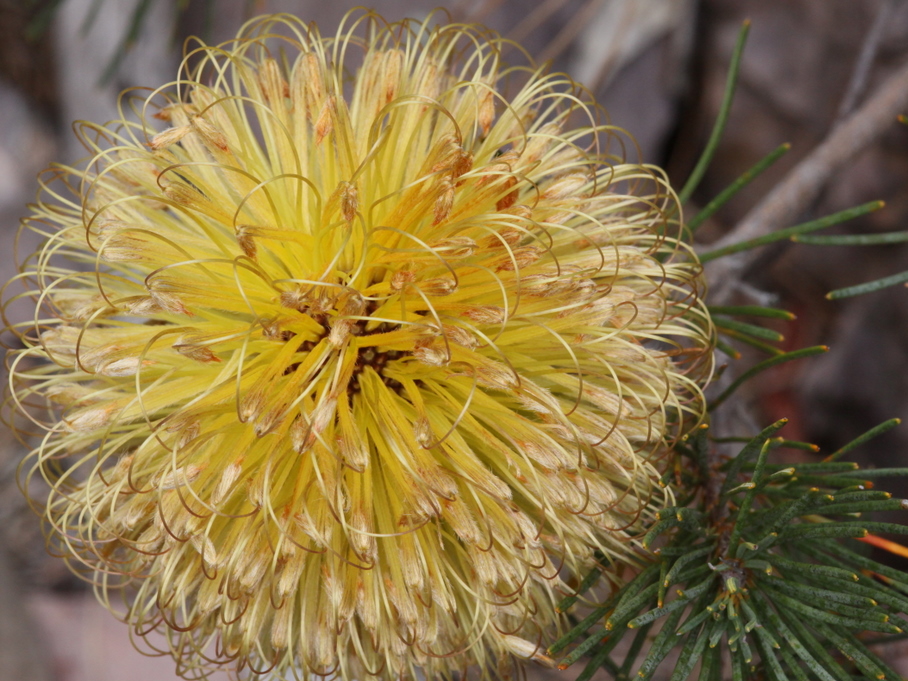 Fox banksia: Banksia sphaerocarpa at Mt Trio, Stirling Range National Park, Western Australia