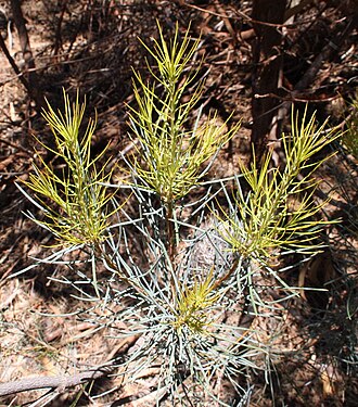 Fox banksia: new growth of Banksia sphaerocarpa var. dolichostyla , near Carstairs, WA