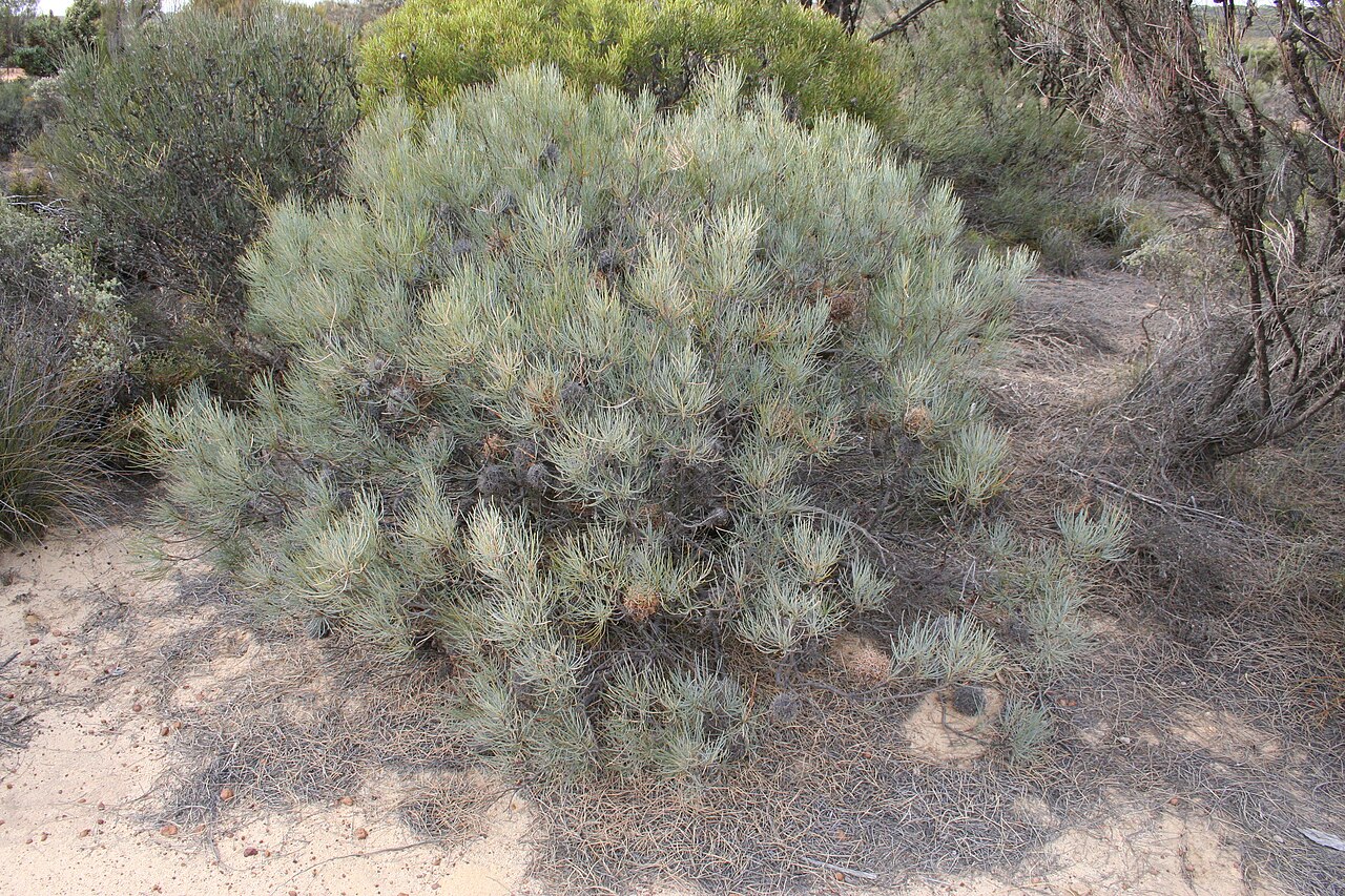 Fox banksia: Habit shot of Banksia sphaerocarpa caesia , displaying glaucous foliage. North Karlgarin Nature Reserve...somewhere in the wheatbelt...