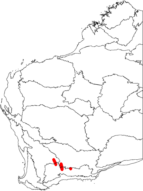 Fox banksia: This is a map of Western Australia, showing the distribution of Banksia sphaerocarpa var. dolichostyla superimposed on a background of the IBRA 6.1 biogeographi
