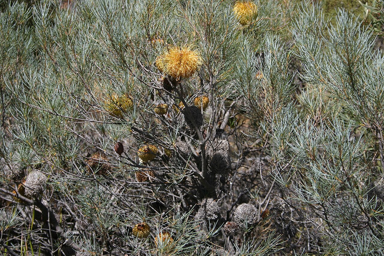 Fox banksia: Banksia sphaerocarpa var. caesia growing on a road reserve near Lake Grace, WA