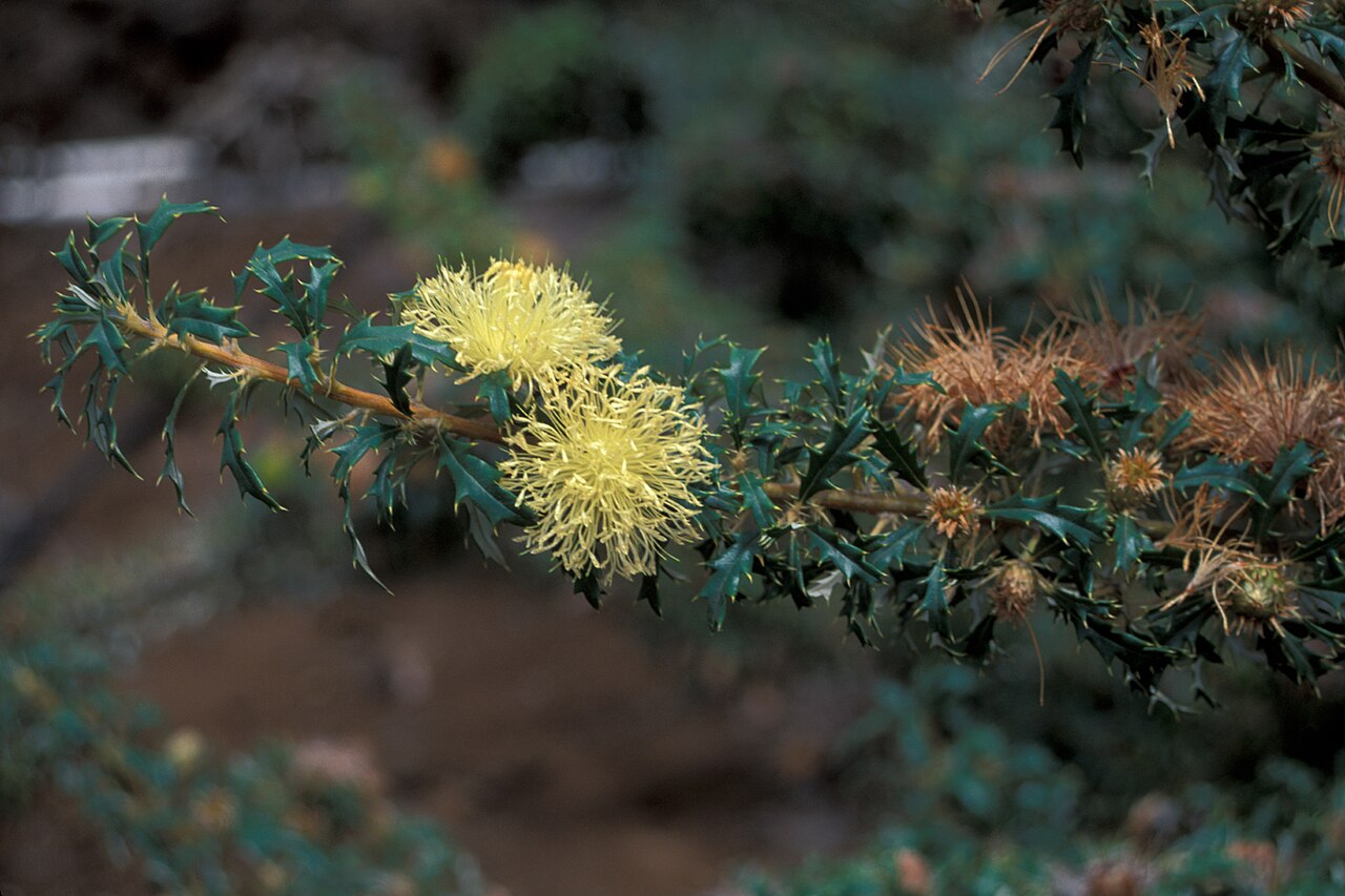 Banksia squarrosa: Pingle ( Banksia squarrosa , syn. Dryandra squarrosa var. squarrosa ) flowering at Kula Experiment Station, Maui, Hawaii. May 28, 1998 #980528-4150 Image Use Po
