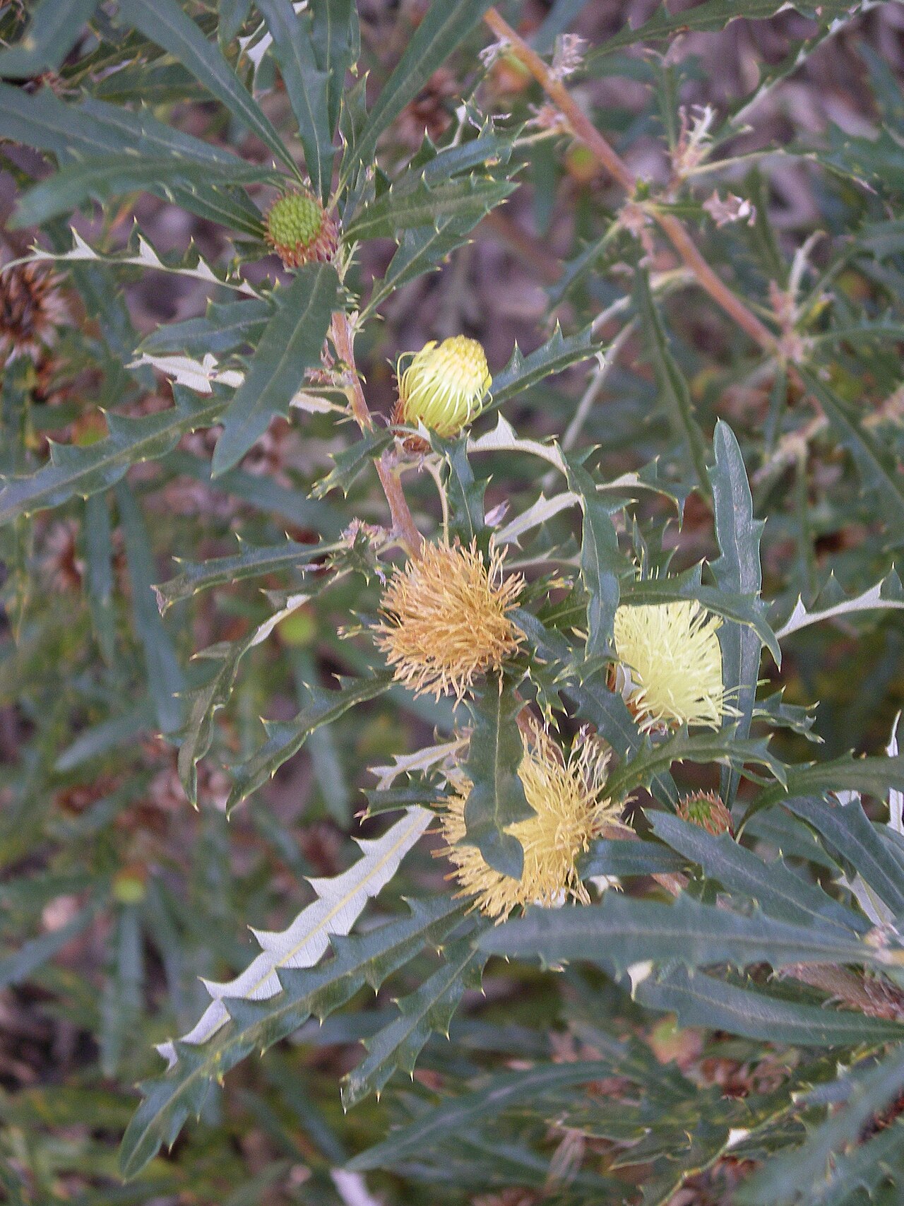 Banksia squarrosa (Banksia squarrosa)