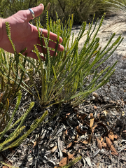 Banksia stenoprion (Banksia stenoprion)