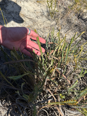 Banksia stenoprion (Banksia stenoprion)