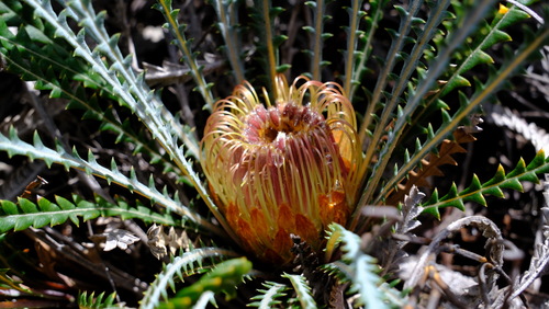 Banksia stenoprion (Banksia stenoprion)