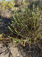 Banksia stenoprion (Banksia stenoprion)