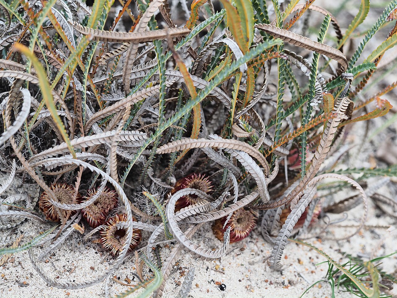 Banksia stenoprion: Banskia stenoprion flowering in August 2021 at Hi Vallee Farm near Warradrage (WA).