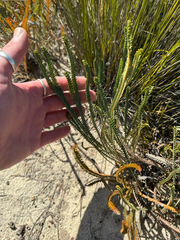 Banksia stenoprion (Banksia stenoprion)