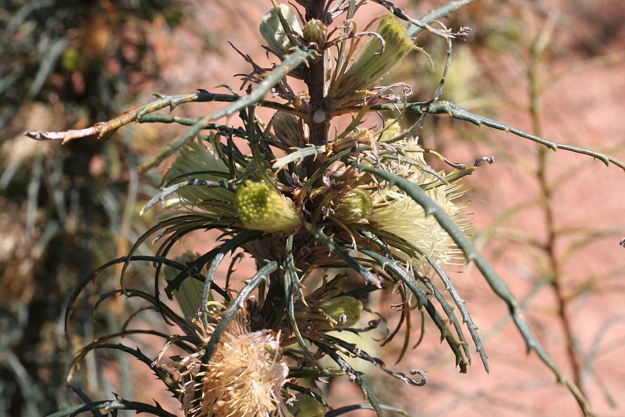 Banksia strictifolia: Banksia strictifolia near Jurien Road, Hill River, Western Australia