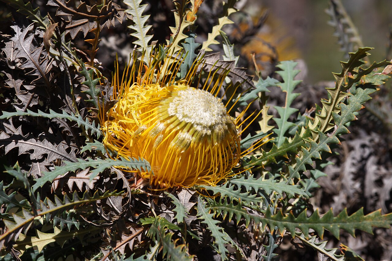 Banksia stuposa: Banksia stuposa at Boyagin Rock Nature Reserve.