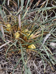 Banksia subpinnatifida (Banksia subpinnatifida)