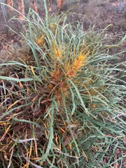 Banksia subpinnatifida (Banksia subpinnatifida)
