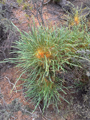 Banksia subpinnatifida (Banksia subpinnatifida)