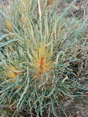 Banksia subpinnatifida (Banksia subpinnatifida)
