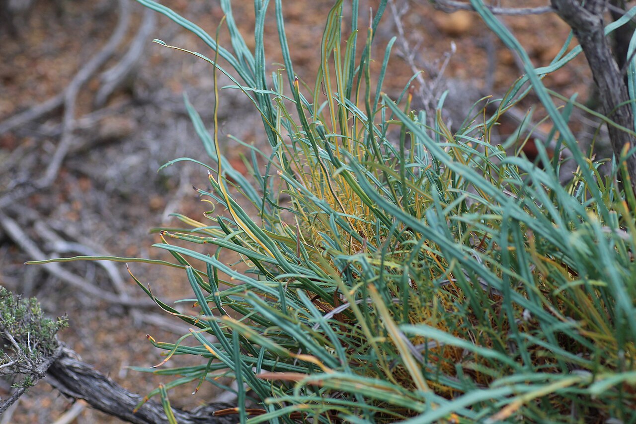 Banksia subpinnatifida: Banksia subpinnatifida, Species of plant.