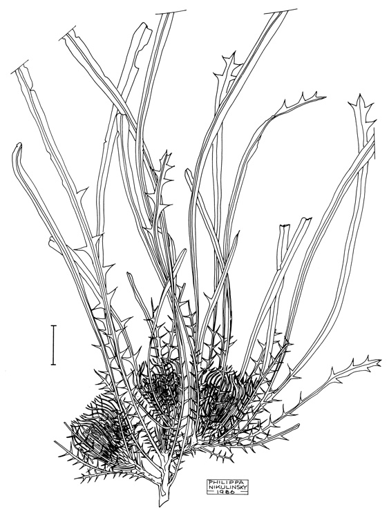 Banksia subpinnatifida: Illustration of Banksia subpinnatifida by Philippa Nikulinsky