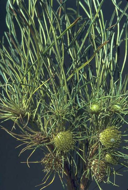 Banksia subulata: Flower heads and leaves of Banksia subulata