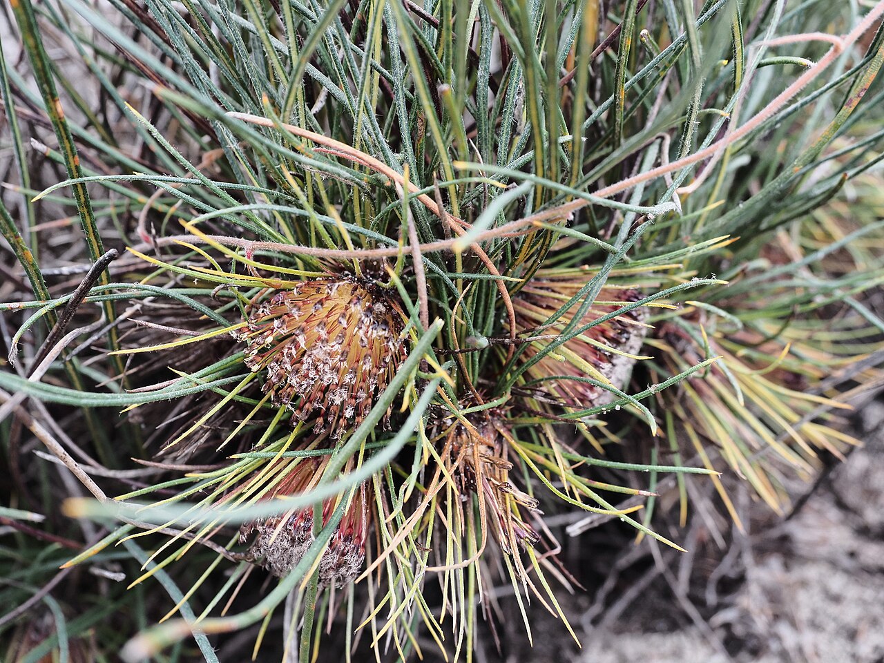 Banksia subulata: Banksia subulata flowering in August 2021 at Alexander Morrison National Park, Western Australia
