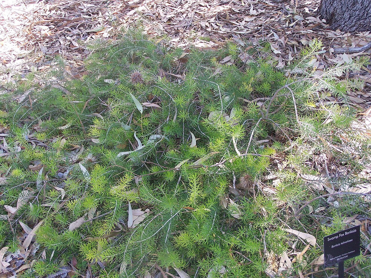 Banksia telmatiaea: Banksia telmatiaea