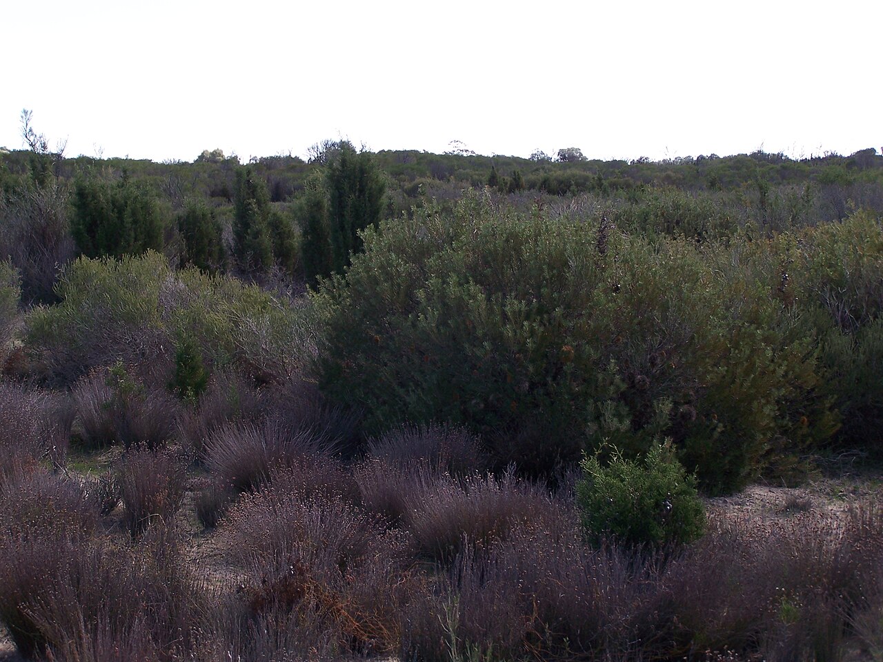 Banksia telmatiaea: Images of Banksia telmatiaea taken in the Yule Brook Reserve, Kenwick Western Australia
