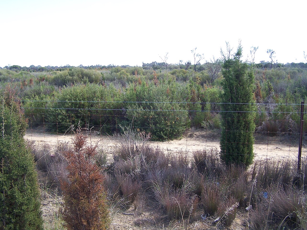 Banksia telmatiaea: Images of Banksia telmatiaea taken in the Yule Brook Reserve, Kenwick Western Australia