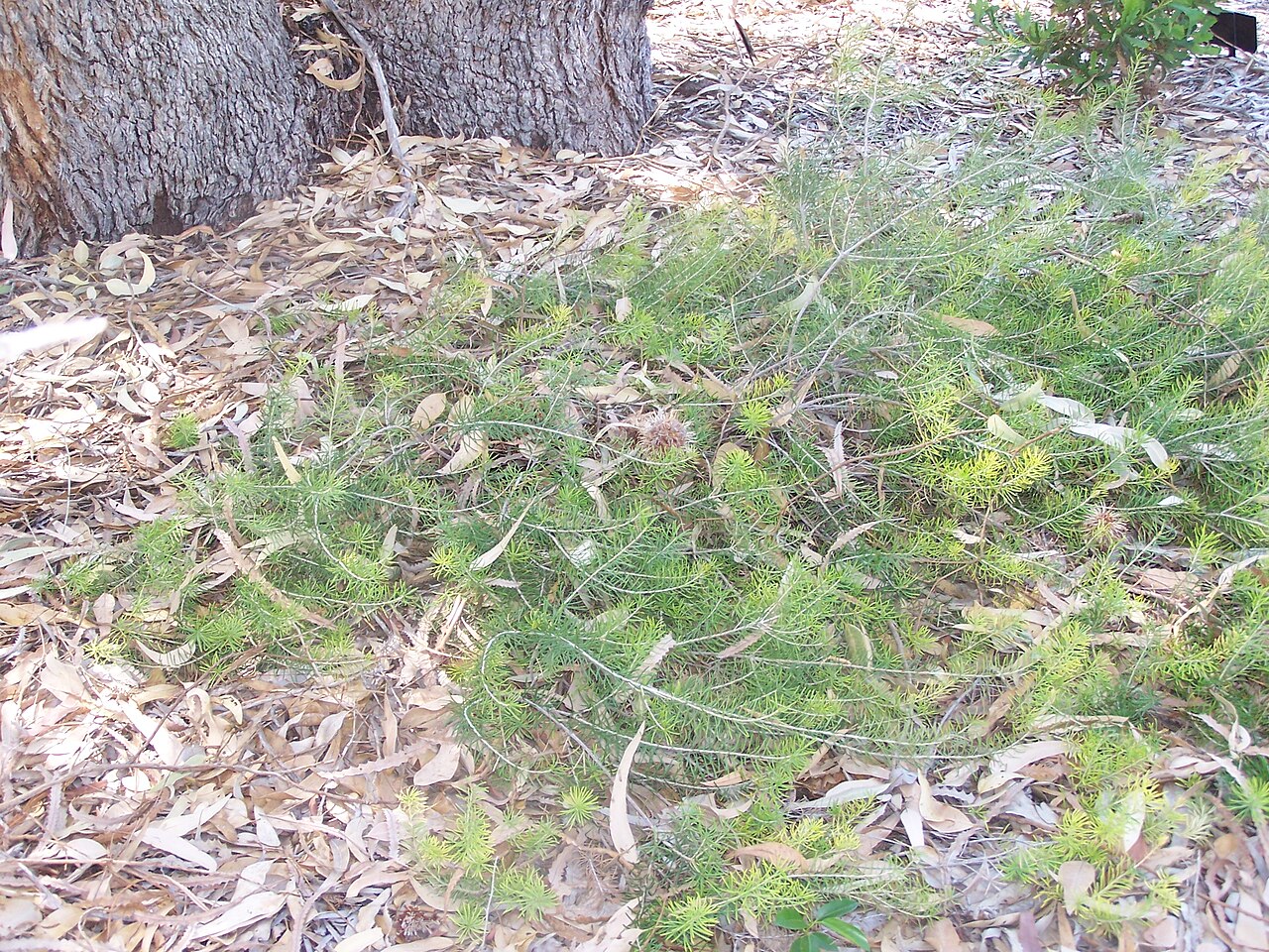 Banksia telmatiaea: Banksia telmatiaea