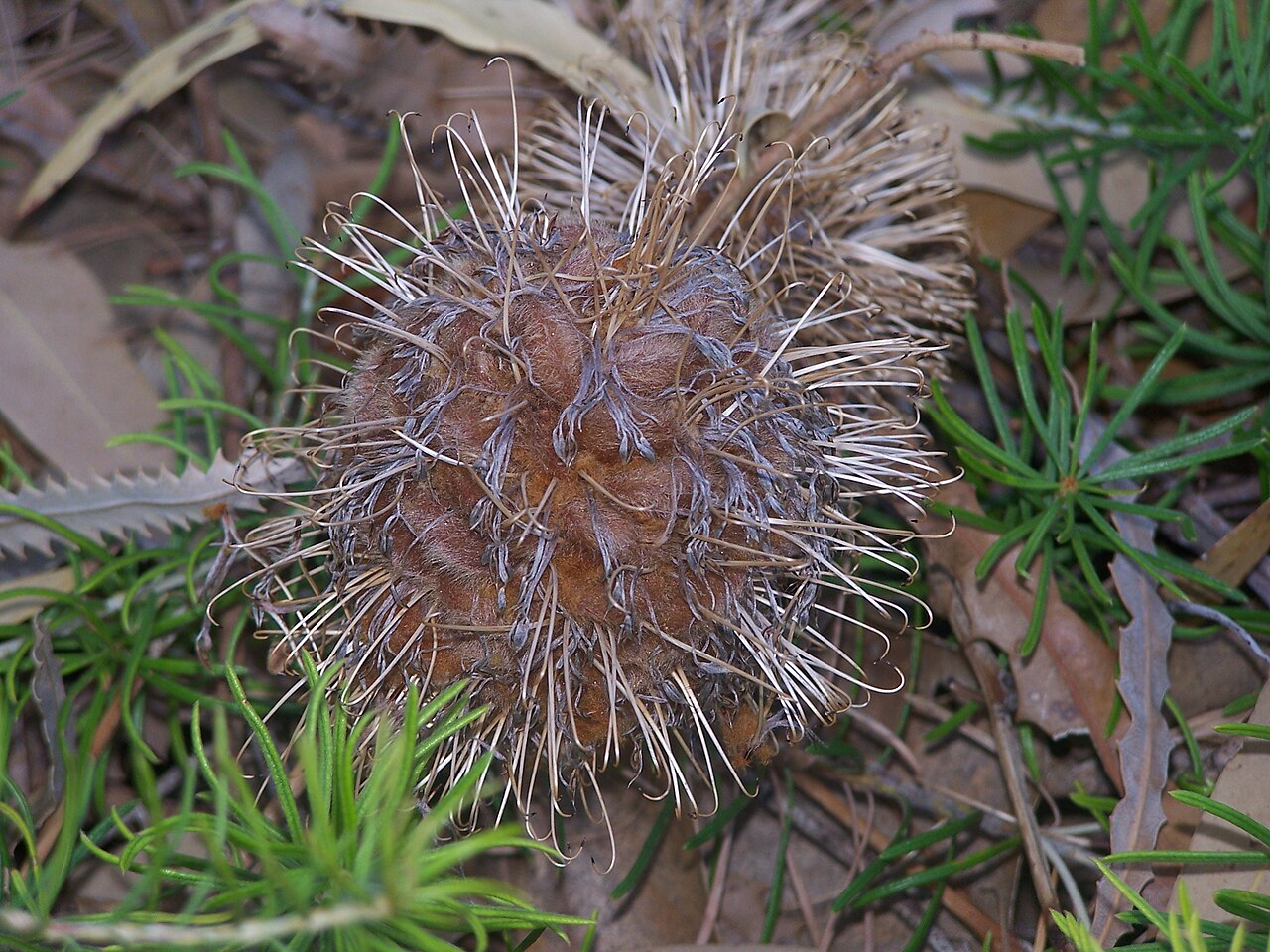 Banksia telmatiaea: Banksia telmatiaea
