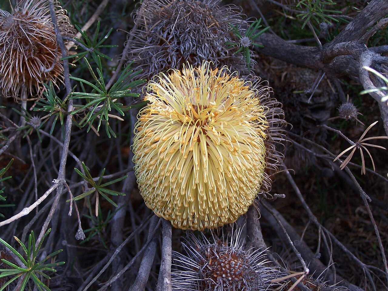 Banksia telmatiaea: Banksia telmatiaea , taken at the Yule Brook Reserve