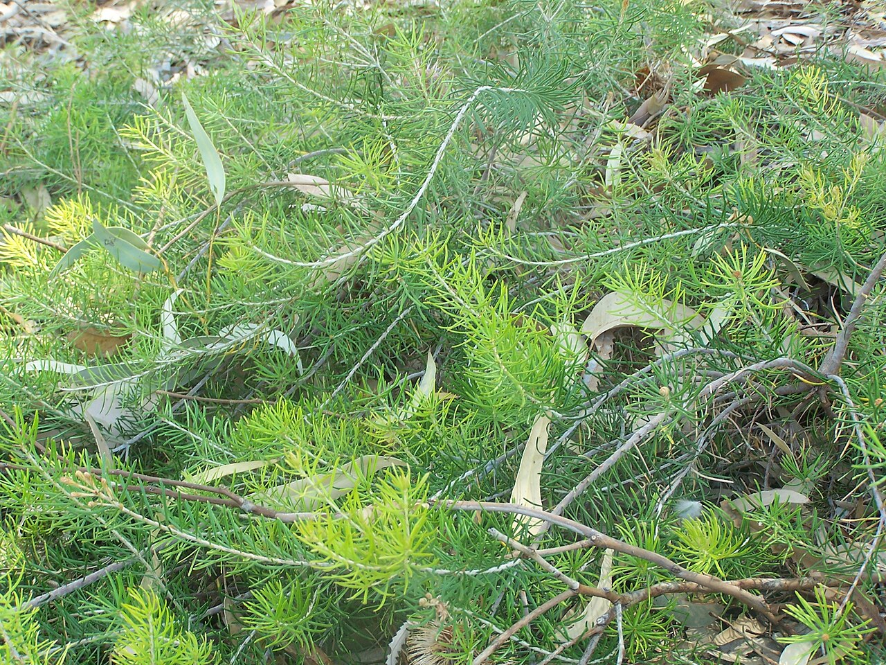 Banksia telmatiaea: Banksia telmatiaea