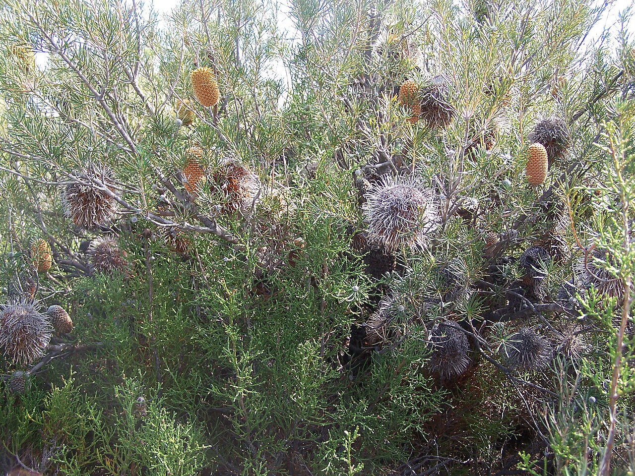 Banksia telmatiaea: Images of Banksia telmatiaea taken in the Yule Brook Reserve, Kenwick Western Australia
